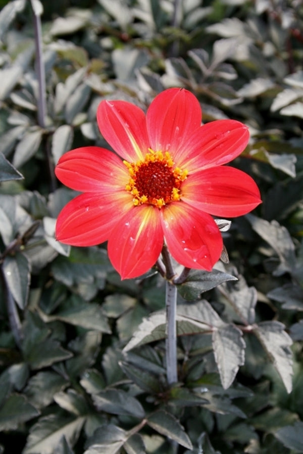 Image of Dahlia 'Flame' PP 18,426 taken at Juniper Level Botanic Gdn, NC by JLBG