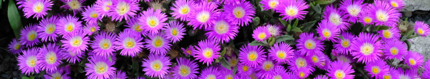 Plants that start with 'D'