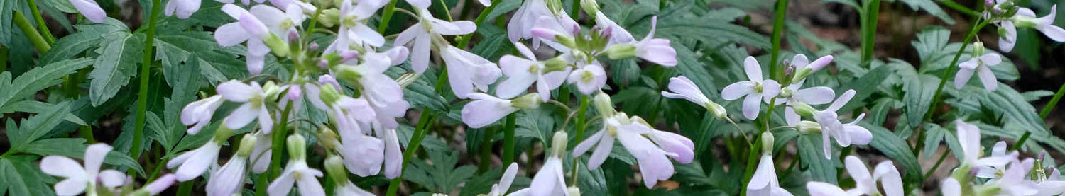 Dentaria