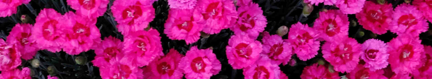 Dianthus