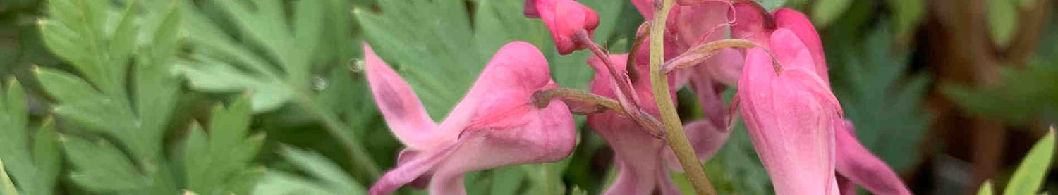 Dicentra