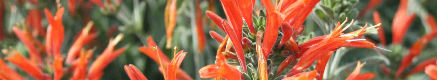 Dicliptera