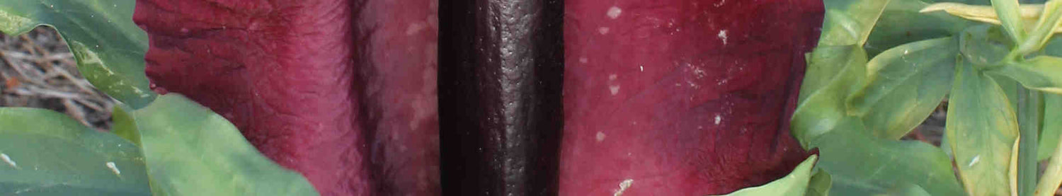 Dracunculus