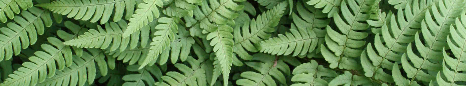 Dryopteris
