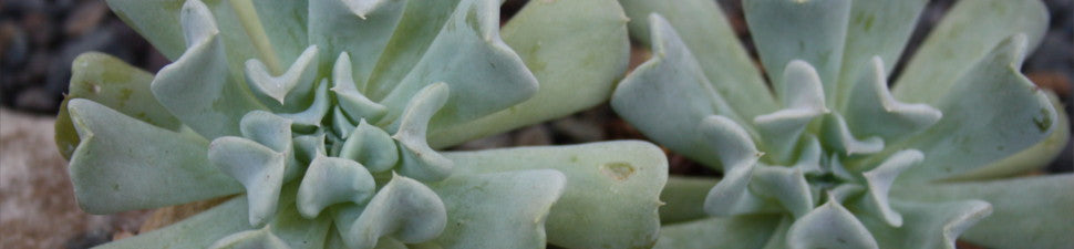 Echeveria