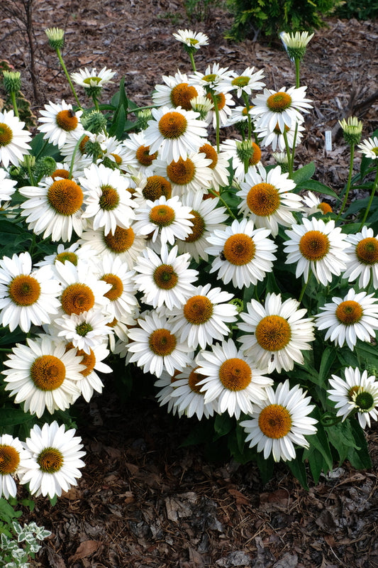 Image of Echinacea purpurea 'Fragrant Angel'  taken at Juniper Level Botanic Gdn, NC by JLBG