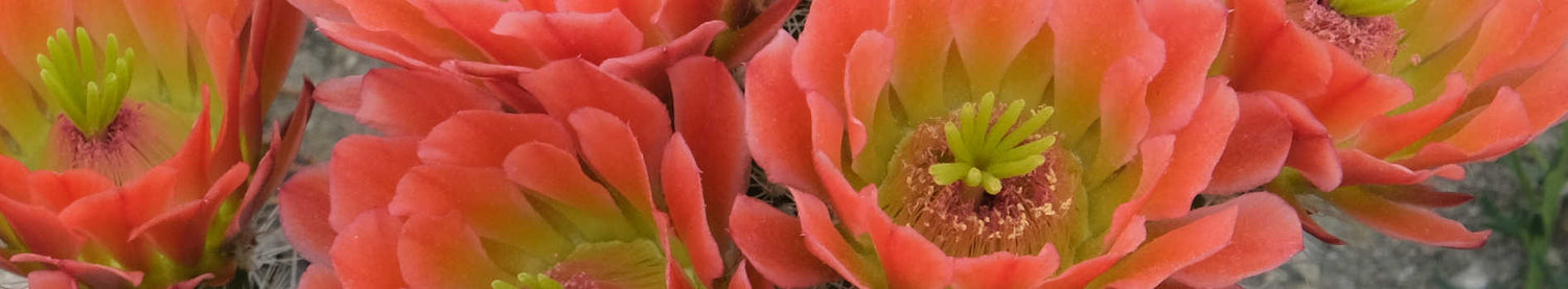 Echinocereus