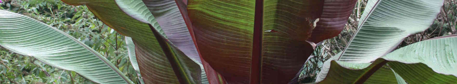 Ensete