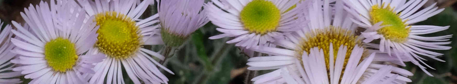 Erigeron