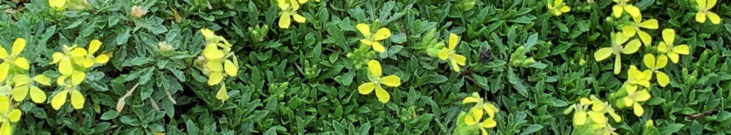 Erysimum