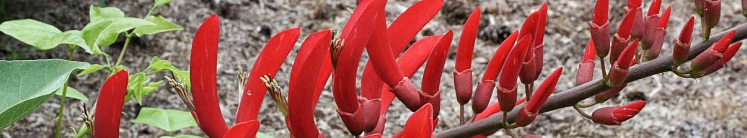 Erythrina