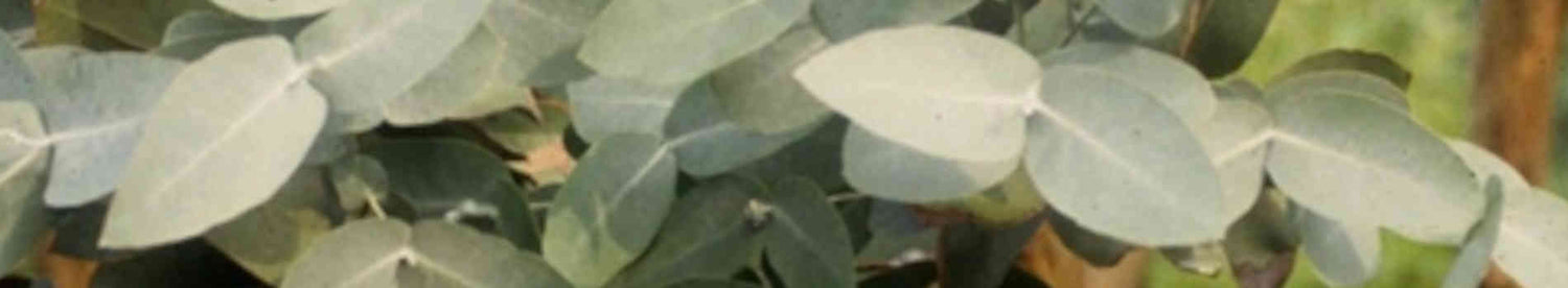 Eucalyptus