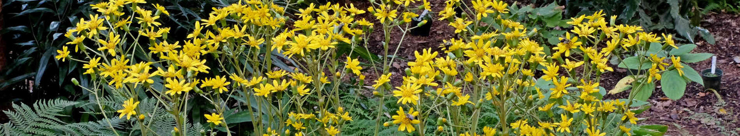 Plants that start with 'F'
