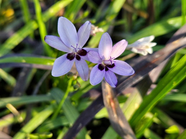 Freesia