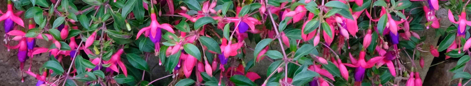 Fuchsia