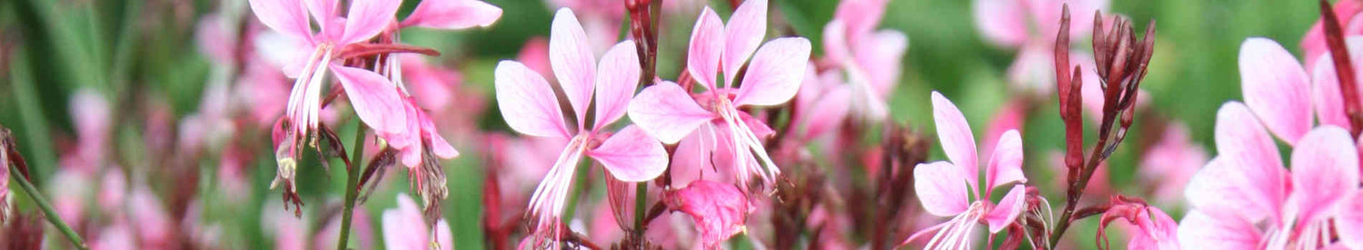Gaura