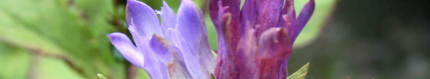 Gentiana