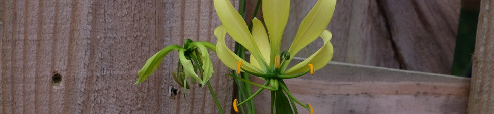 Gloriosa