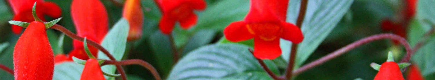 Gloxinia