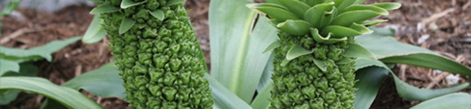 Green Flowering Plants