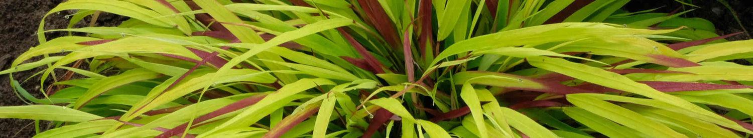 Hakonechloa