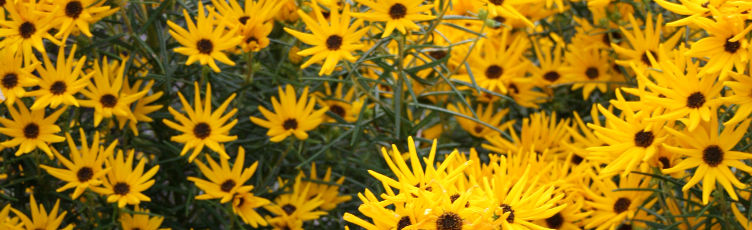 Helianthus
