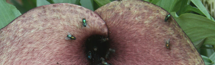 Helicodiceros