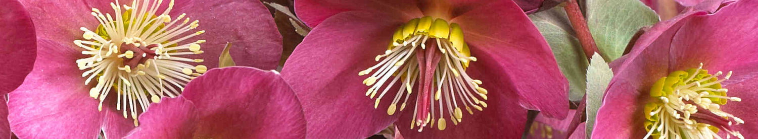 Winter Flowering Plants
