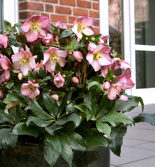 Image of Helleborus x glandorfensis 'Ice n' Roses Rose' PP 28,297 by H. Gartenbaubetriebe