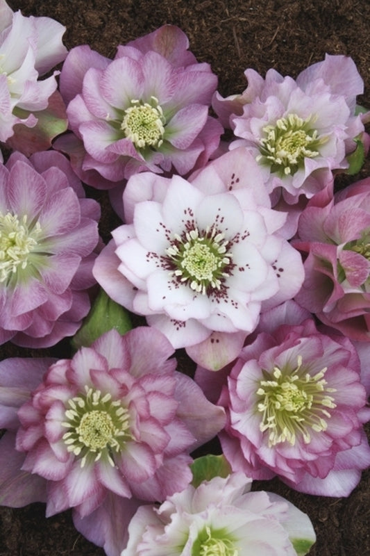 Image of Helleborus x hybridus Winter Delights Double Pink taken at Juniper Level Botanic Gdn, NC by JLBG