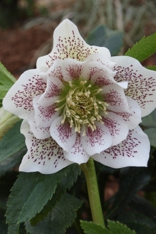 Image of Helleborus x hybridus Winter Delights Double White w/ Red Spots taken at Juniper Level Botanic Gdn, NC by JLBG