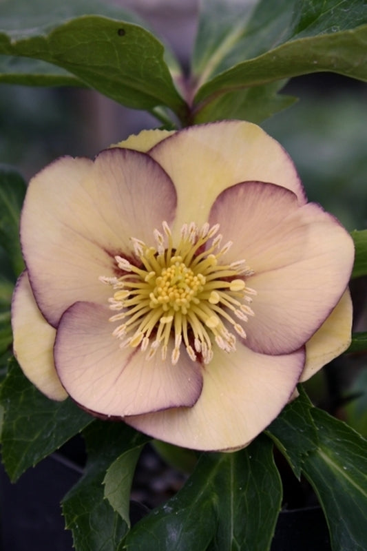 Image of Helleborus x hybridus Winter Delights Peach taken at Juniper Level Botanic Gdn, NC by JLBG
