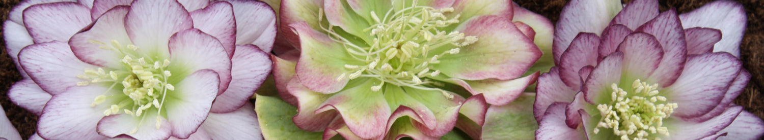 Perennials On Sale