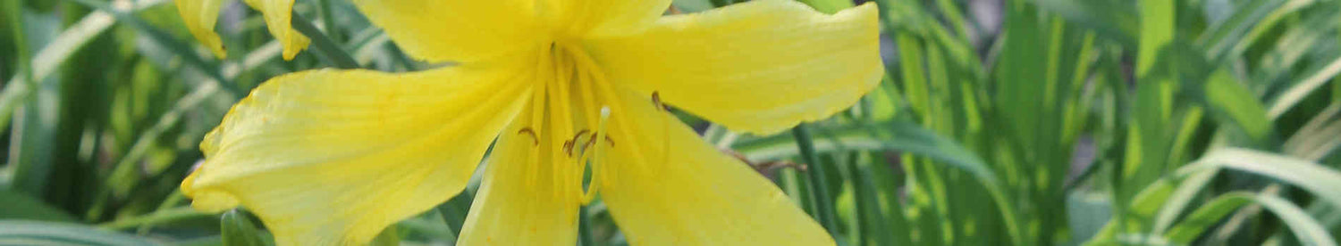 Hemerocallis