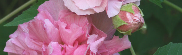 Eleven Easy Tips for Growing Hardy Perennial Hibiscus
