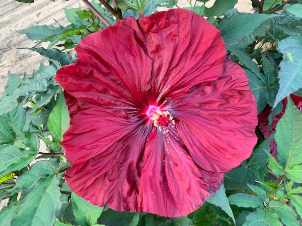Image of Hibiscus 'Blackberry Merlot' PP 33,498 taken at Walters Gardens, MI by H. Hansen