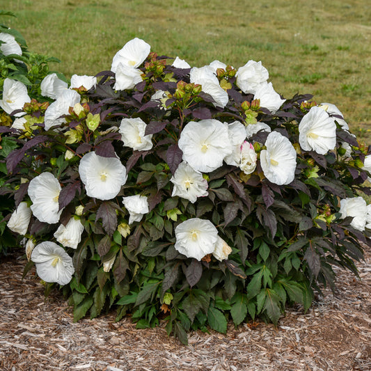 Image of Hibiscus 'Cookies and Cream' PP 35,736 taken at Walters Gardens, MI by JLBG