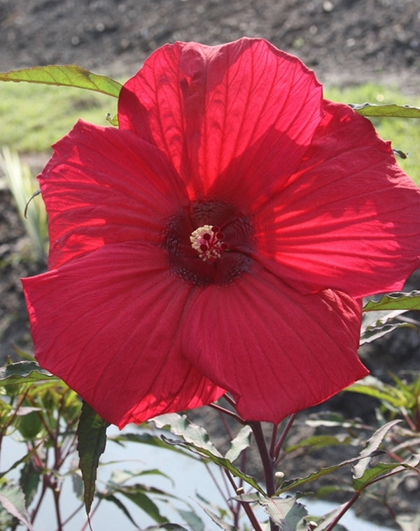 Image of Hibiscus 'Fireball' PP 13,631