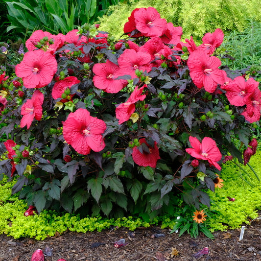 Image of Hibiscus 'Holy Grail' PP 31,478 taken at Juniper Level Botanic Gdn, NC by JLBG