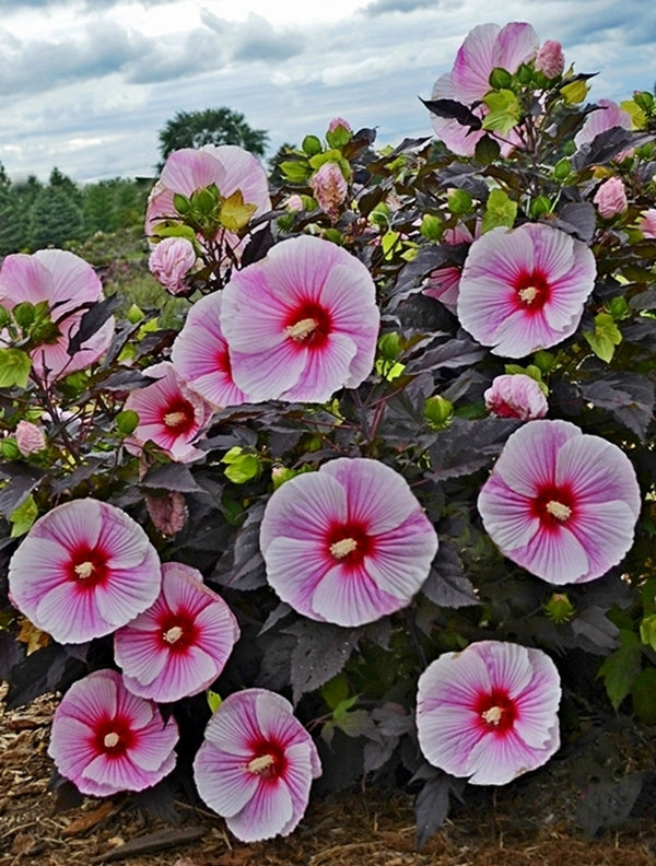 Image of Hibiscus 'Starry Starry Night' PP 27,901 taken at Walters Gardens, MI by Walters Gardens