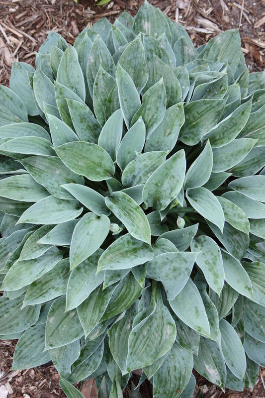 Image of Hosta 'Azure Gem' taken at Juniper Level Botanic Gdn, NC by JLBG
