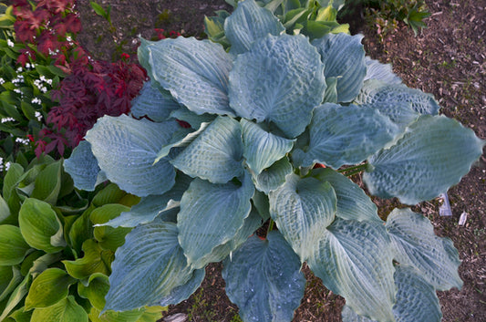 Image of Hosta 'Diamond Lake' PP 30,769 taken at Walters Gardens, MI by Walters Gardens