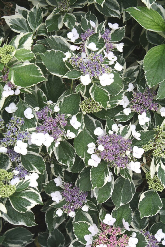 Image of Hydrangea macrophylla 'Maculata' taken at Juniper Level Botanic Gdn, NC by JLBG