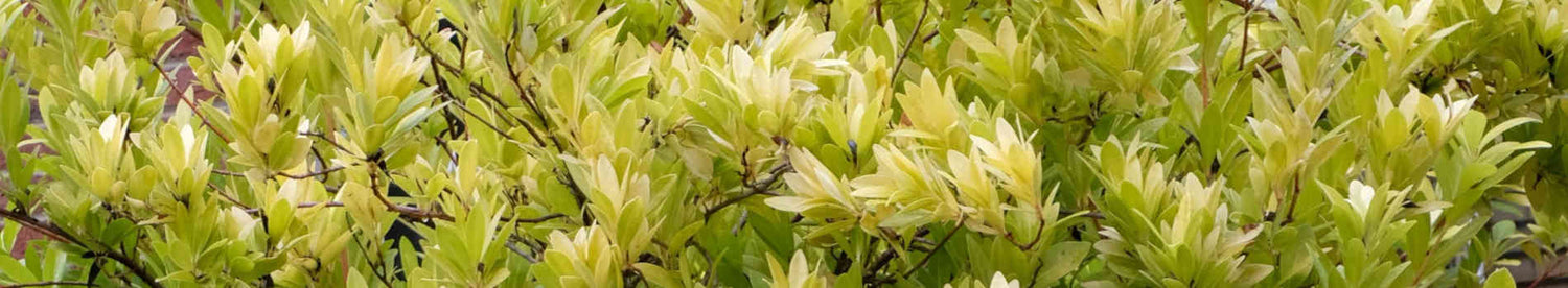 Illicium