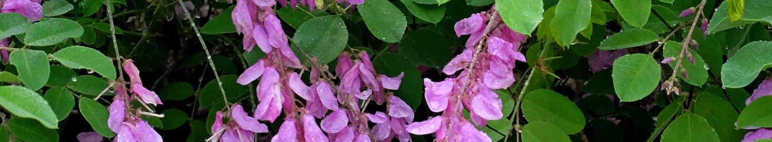 Indigofera