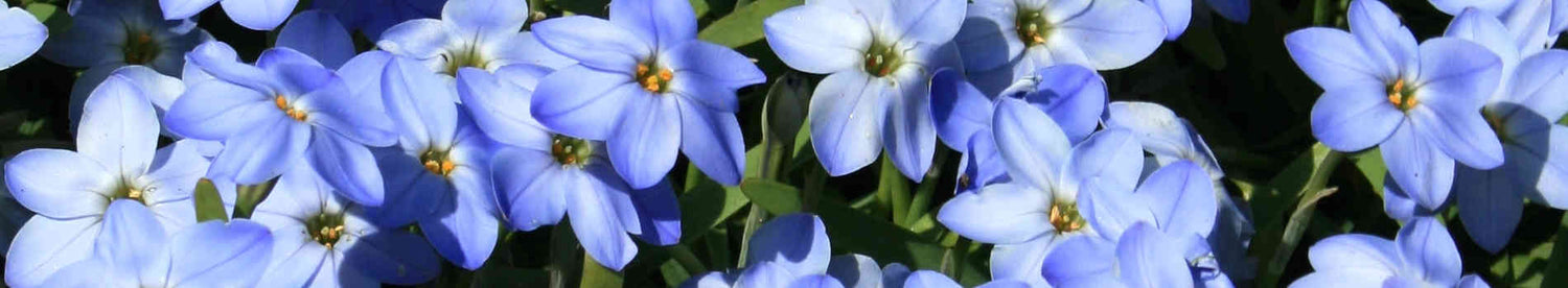 Ipheion
