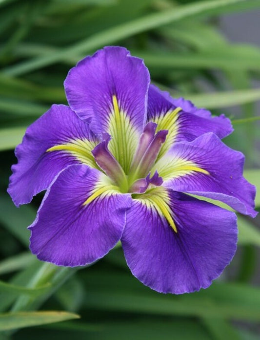 Image of Iris x louisiana 'Geisha Eyes' taken at Juniper Level Botanic Gdn, NC by JLBG