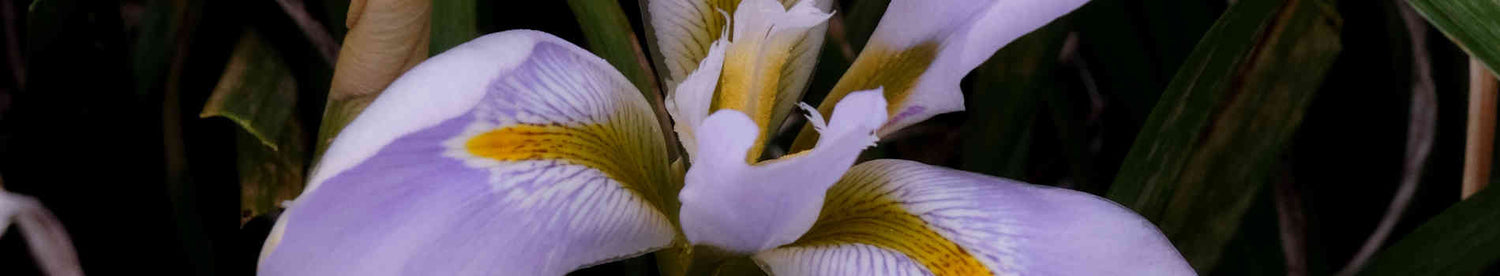 Blue Flowering Plants