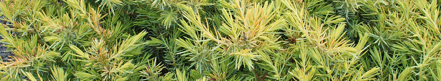 Juniperus