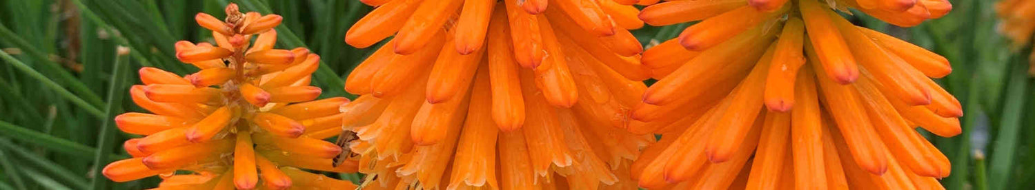 Kniphofia